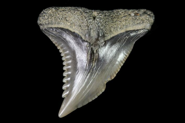 Hemipristis Shark Tooth Fossil - Virginia #71573